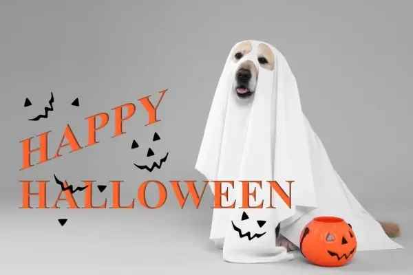 Happy Halloween from Direct Mortgage Investors Inc.